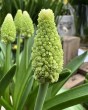 Muscari Lady Madonna